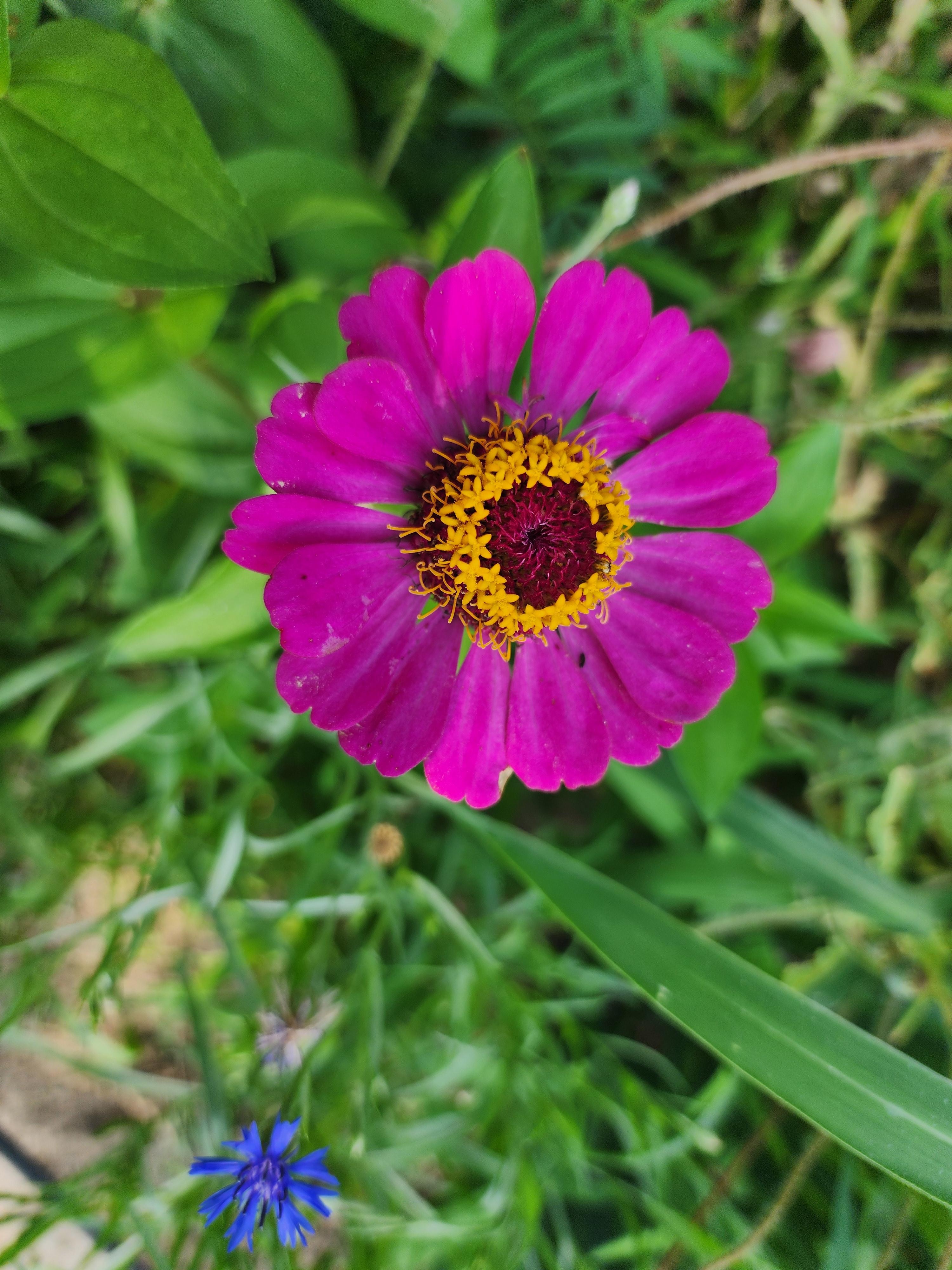 백일홍 - 꽃말&amp;#44; 특징&amp;#44; 이름 유래&amp;#44; 재배 방법