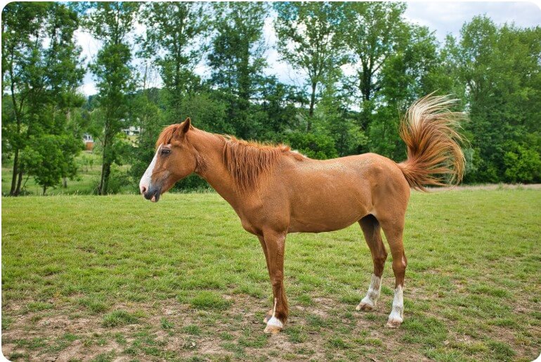 풀 밭에 서 있는 갈색 말
