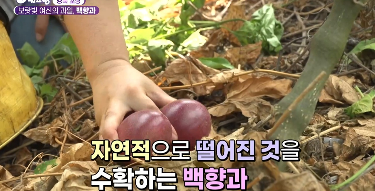 6시내고향 다시보기