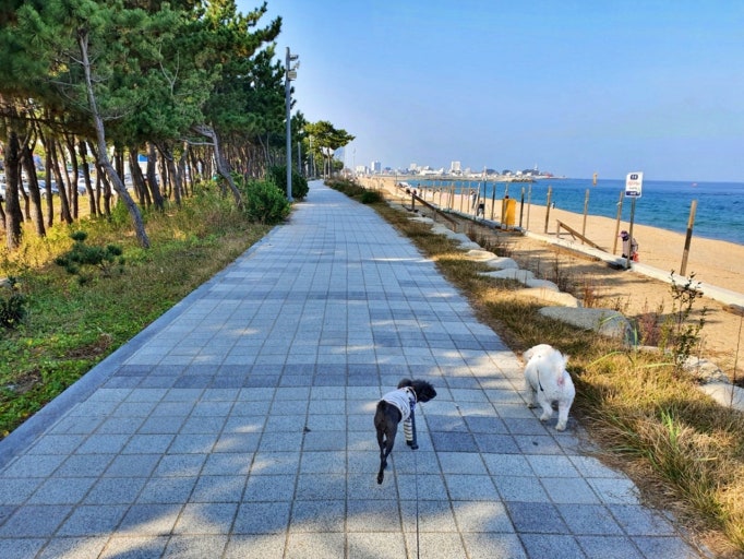 반려견과 가기 좋은 여행지 BEST10｜강아지와 편하게 떠나는 전국 여행지 추천 관련 사진