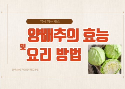 양배추-효능-및-양배추-요리-방법