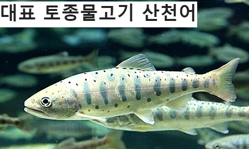 한국물고기 산천어