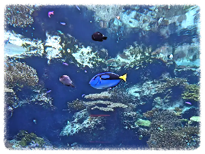 츄라우미 수족관