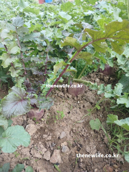 자색무가 밭에서 자라는 모습으로 자색무 효능 중 소화에 도움을 주는 디아스타제 성분을 보여주는 실제 재배 사진