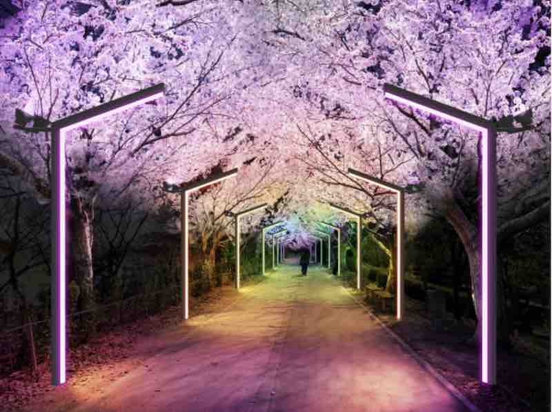 2025 대한민국 벚꽃 개화 시기 총정리! 지역별 명소 &amp; 축제 일정