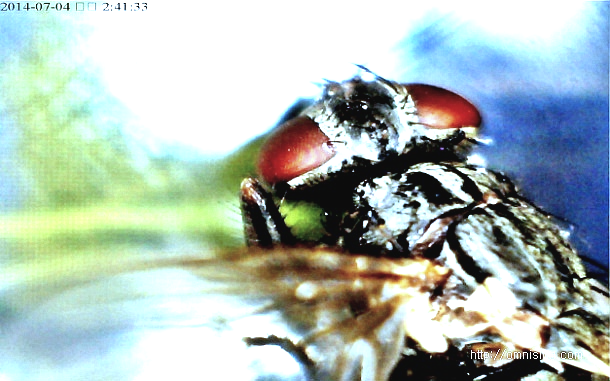 초파리 겹눈 확대사진