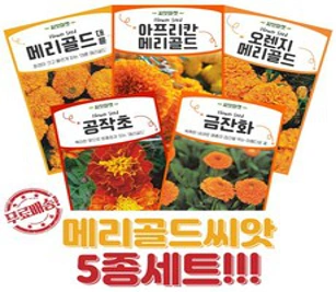 월드가드닝 정원 텃밭 좋은 메리골드&#44; 1개