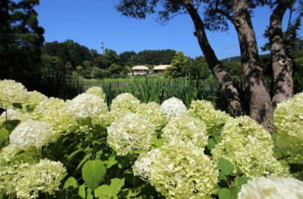 충청권 수국 명소 추천 7곳&amp;#44; 지금 안 가면 손해! 여름 꽃 여행지