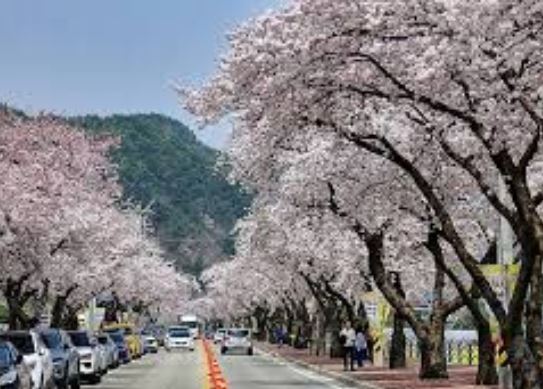 삼척 벚꽃