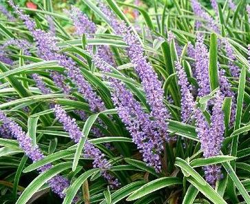 맥문동 먹는 방법