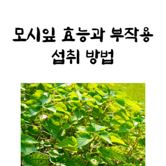 모시잎 효능과 부작용&#44; 섭취 방법