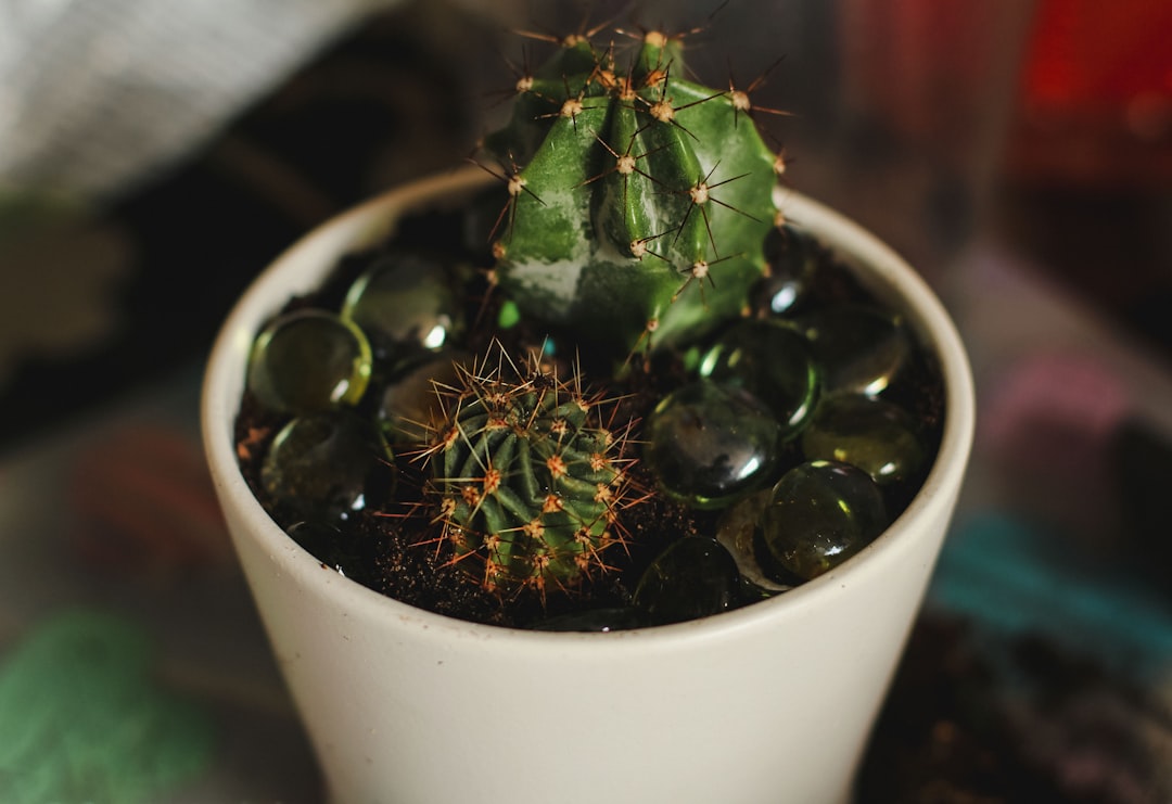 transplant