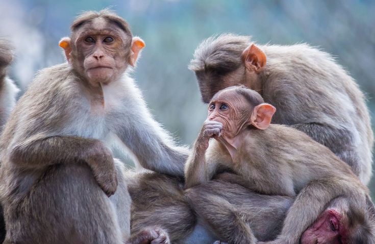 23년 원숭이띠 운세