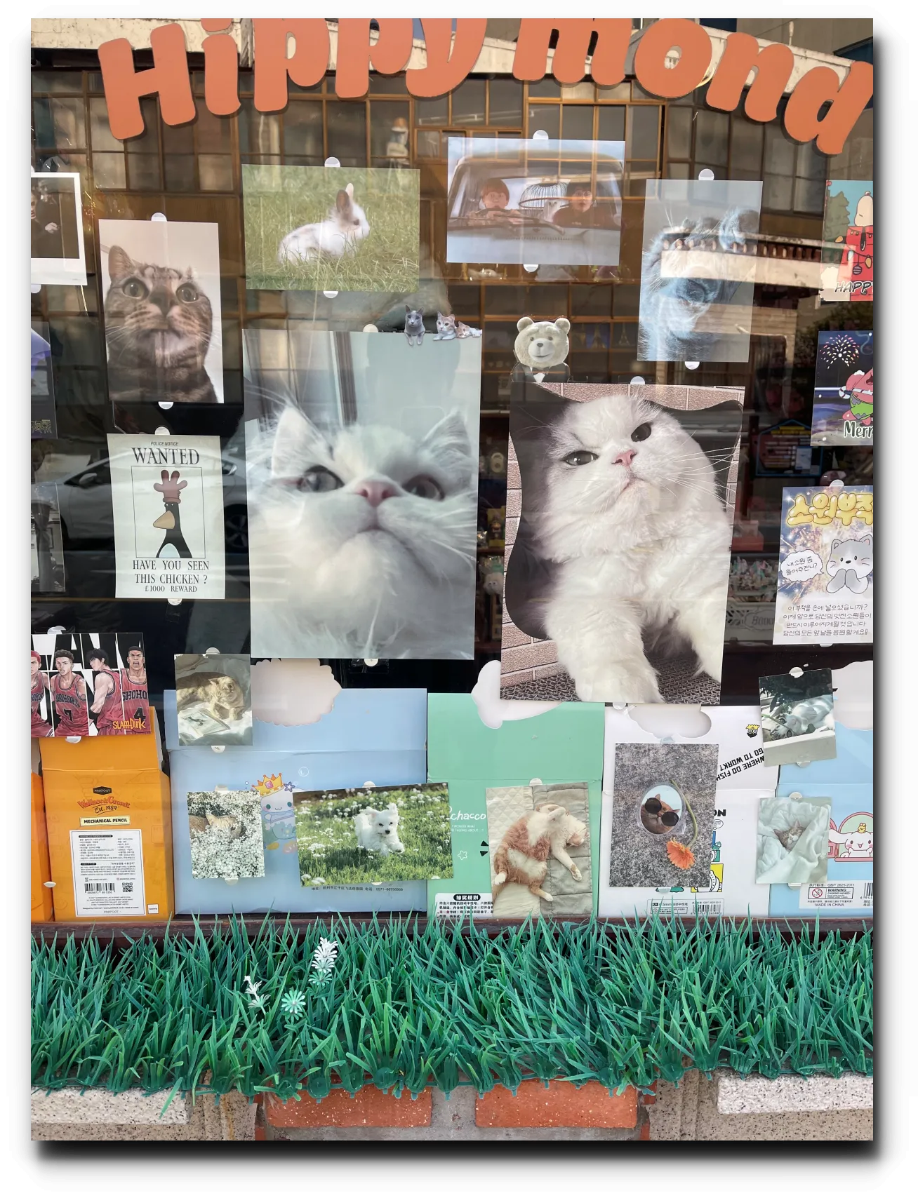 해리단길-히피몬드-소품샵-고양이-사진