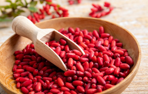 베르베린 발효 추출물