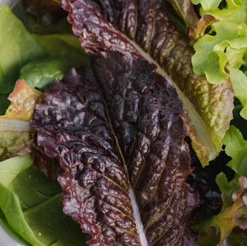 배추 효능 부작용 칼로리