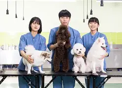 강아지 분리불안 훈련법