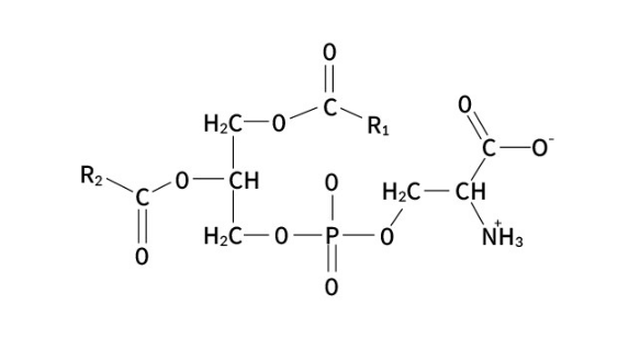 포스파티딜세린 효능 권장섭취량 여에스더 뇌영양제 추천(포스타디딜세린)