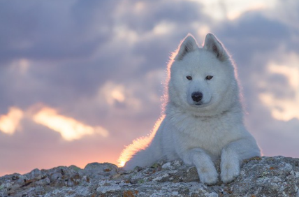 멋진 사모예드.