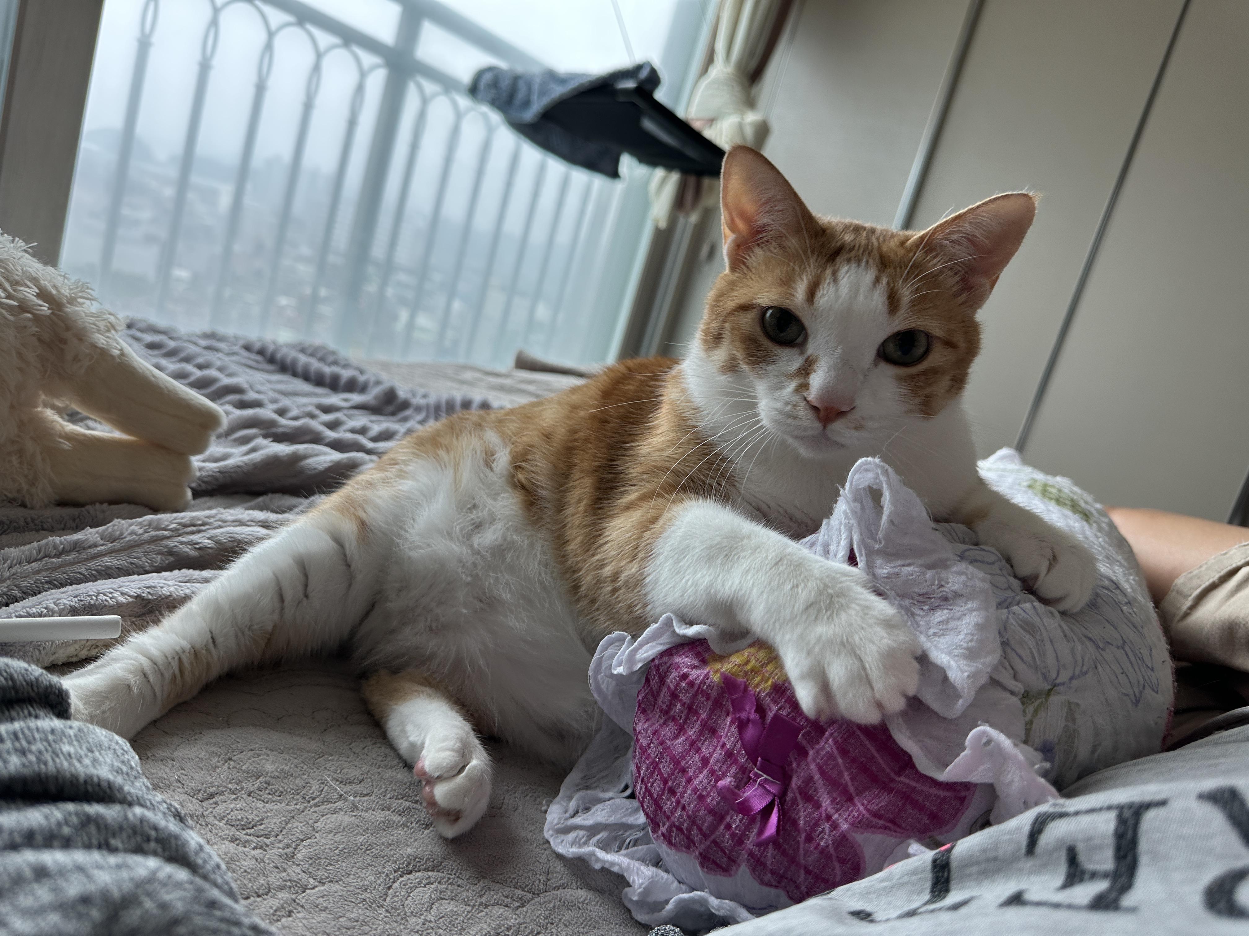 치즈냥이 호야의 귀한 채터링 영상 (feat. 애교 많은 고양이)