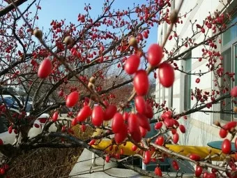 산수유 재배 개화기 관리 결실 유도 열매 건조_6