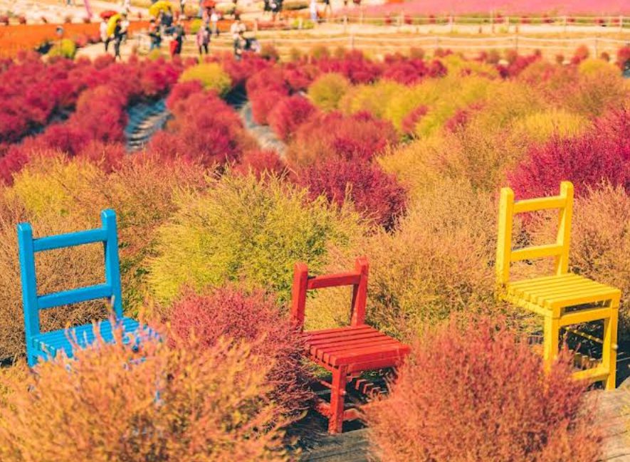 고석정 꽃밭