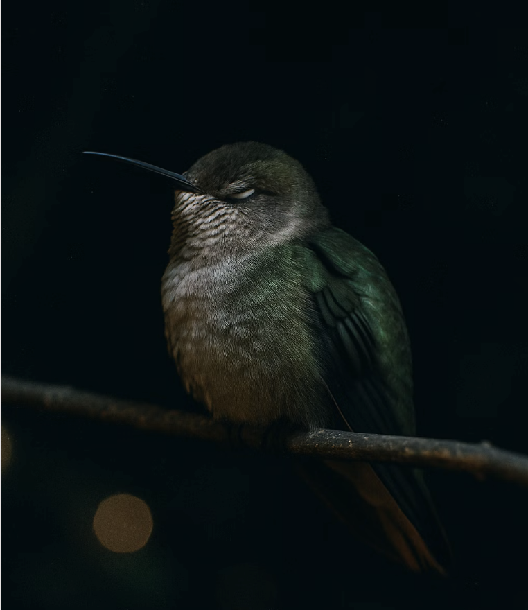 생존을 위한 겨울잠, 토퍼(Torpor)