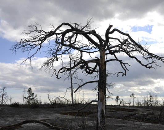 LA산불 원인 위치 지도 손실 06