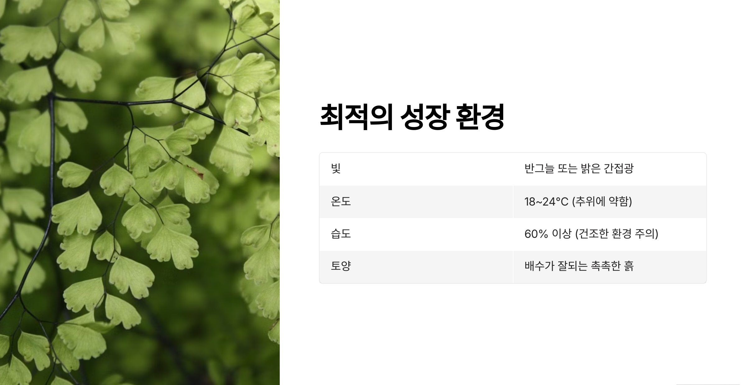 아디안텀 컨시넘