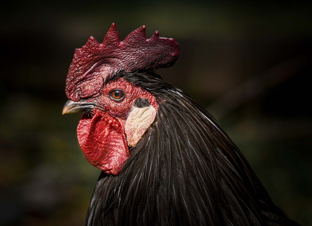 닭띠 신년 월별 운세