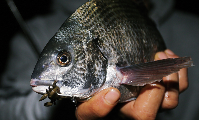 호그웜을 물고 나온 감성돔 모습