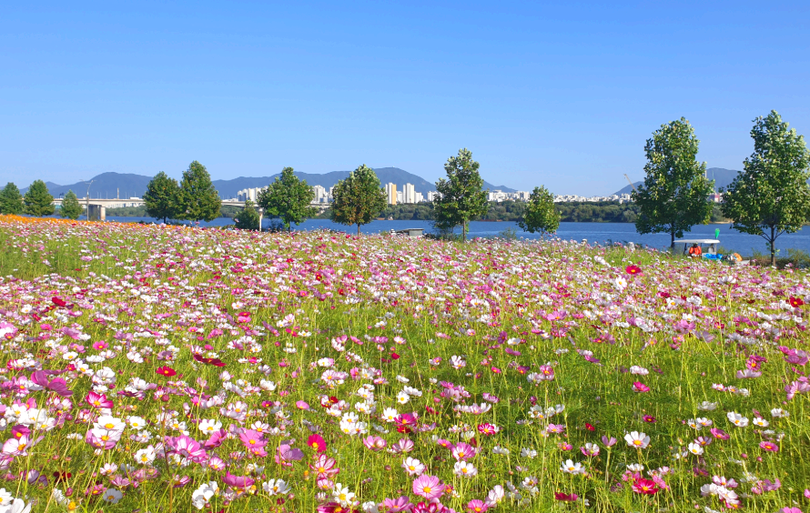한강시민공원 코스모스