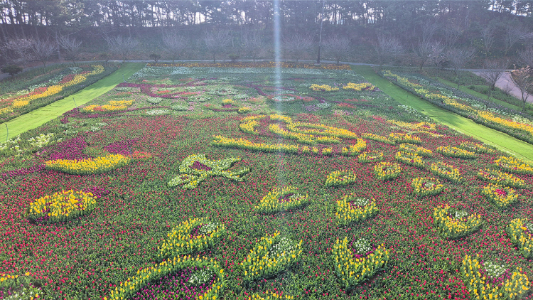 태안 튤립축제