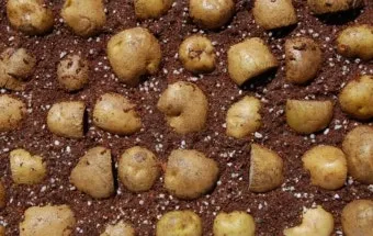 감자 싹나는 시기 파종 시기_26