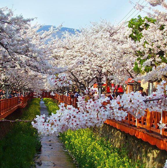 진해 군항제 축제 정보