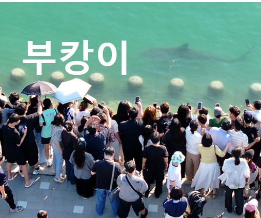 부캉이