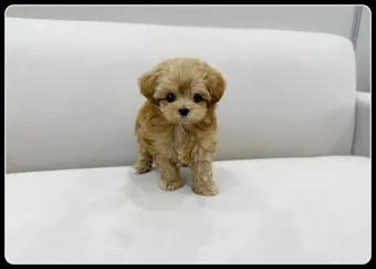 말티푸 단점 장점 성견 크기 분양가격_15