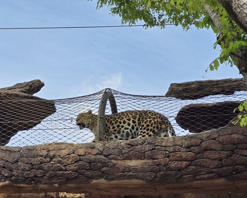 과천서울대공원동물원표범