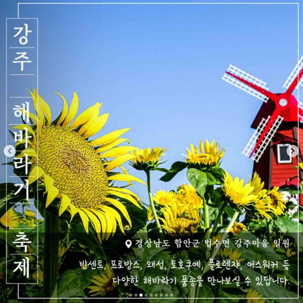 강주 해바라기 축제