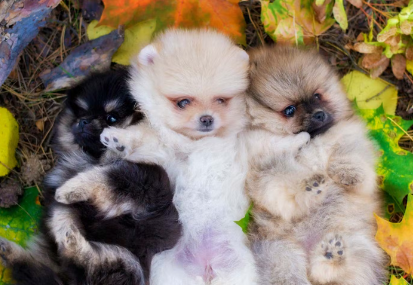 포메라니안 강아지.