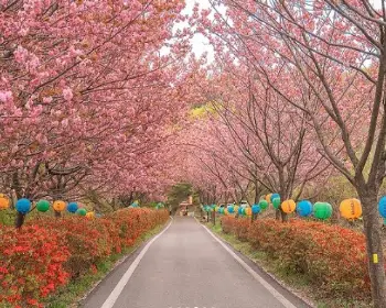 개심사 청벚꽃 개화시기 겹벚꽃 명소_16