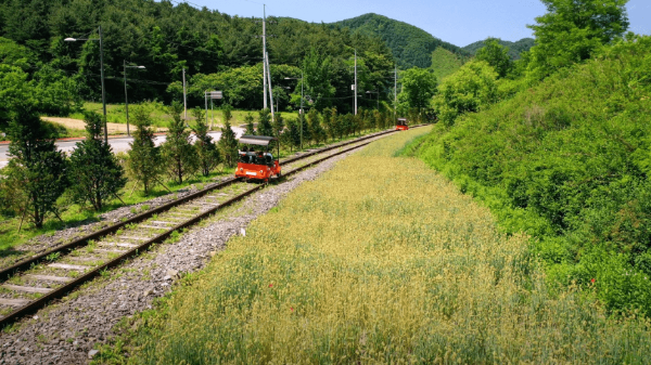 봄꽃 구경 봄나들이 갈만한 곳 국내 봄 여행지 김유정레일바이크 풍경