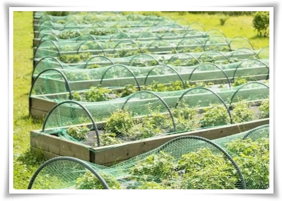 &quot;9월에 심기 좋은 텃밭 작물&quot; 풍성한 수확을 위한 최고의 작물 선택과 관리 비법!