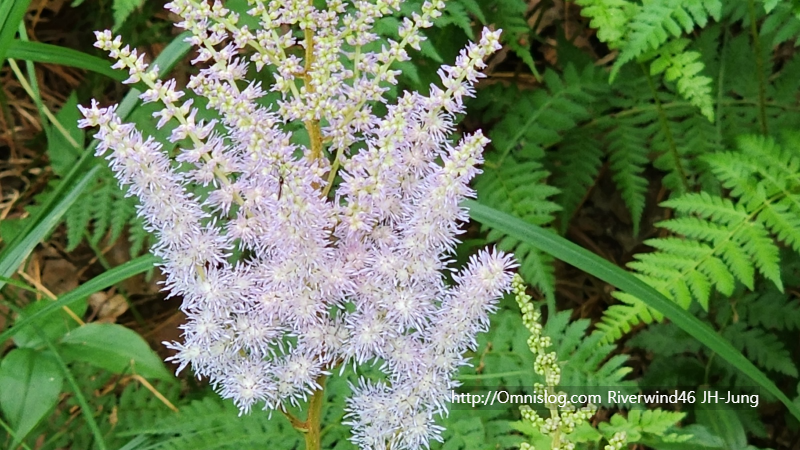 노루오줌꽃,낙신부(落新婦)
