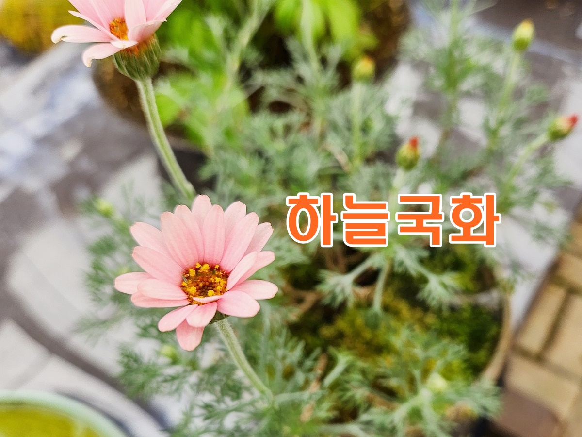 하늘국화