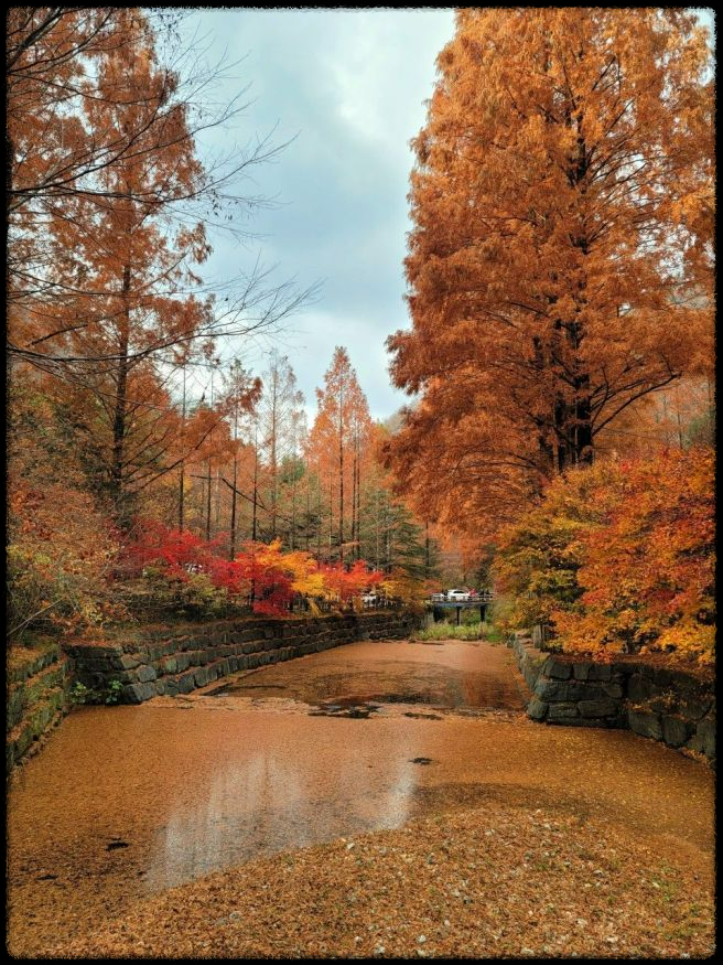 장태산 자연휴양림 가을 단풍 명소&amp;#44; 예약 방법과 필수 확인 사항