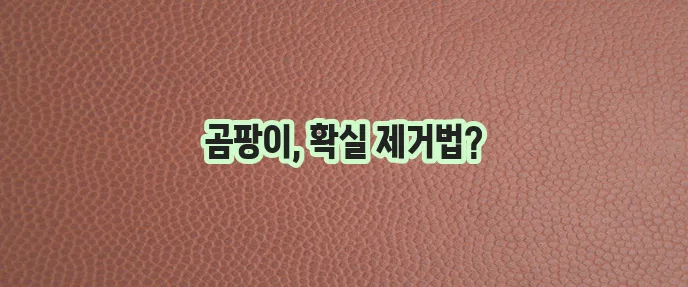 벽지 곰팡이 제거 안전하고 효과적인 방법 확실하게 알아봐요!