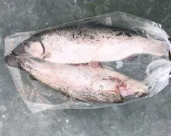 홍천강 꽁꽁축제_18