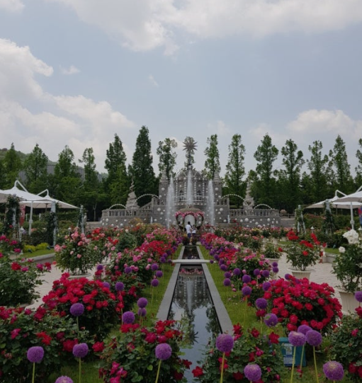 장미축제 전국 TOP5