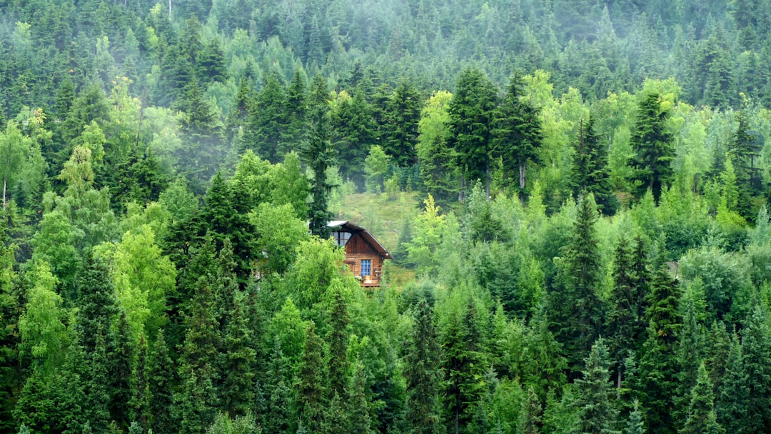 Treehouse